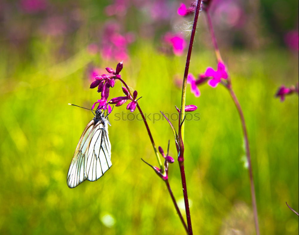 Similar – Image, Stock Photo Bumblebee in approach to flower