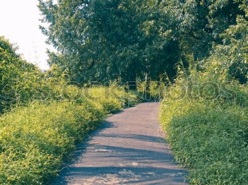 Similar – Foto Bild Wir im Wald im Wald Natur