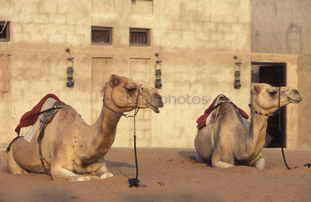 Similar – caravan rest Dromedary