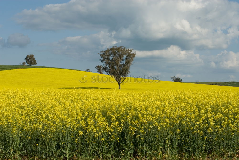 Similar – Image, Stock Photo summer landscape