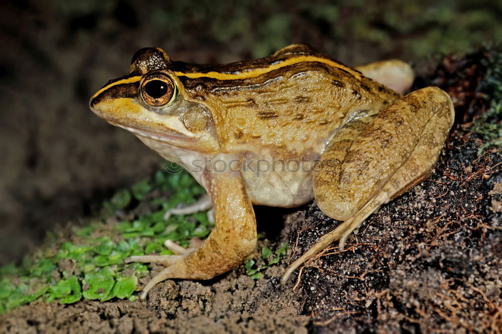 Similar – Cubalaub frog, Osteopilus, septentrionalis,