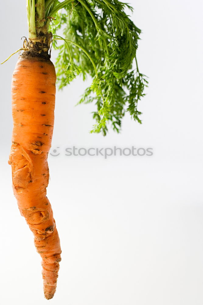 Similar – love of carrots Carrot 2