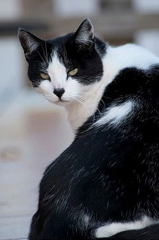 Similar – cat Cat Sweet Black White