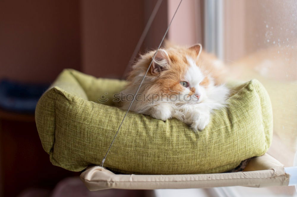 Similar – Image, Stock Photo A white cat lies on the radiator behind a curtain and relaxes