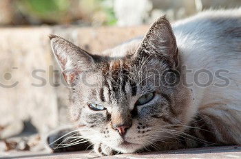 Similar – Image, Stock Photo Cat balancing on the edge of the rain barrel