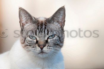 Image, Stock Photo Don’t blink