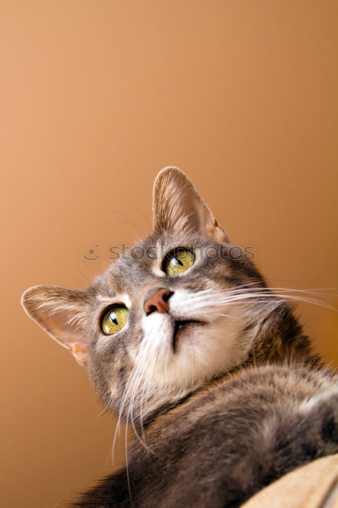 Image, Stock Photo nocturnal active Cat