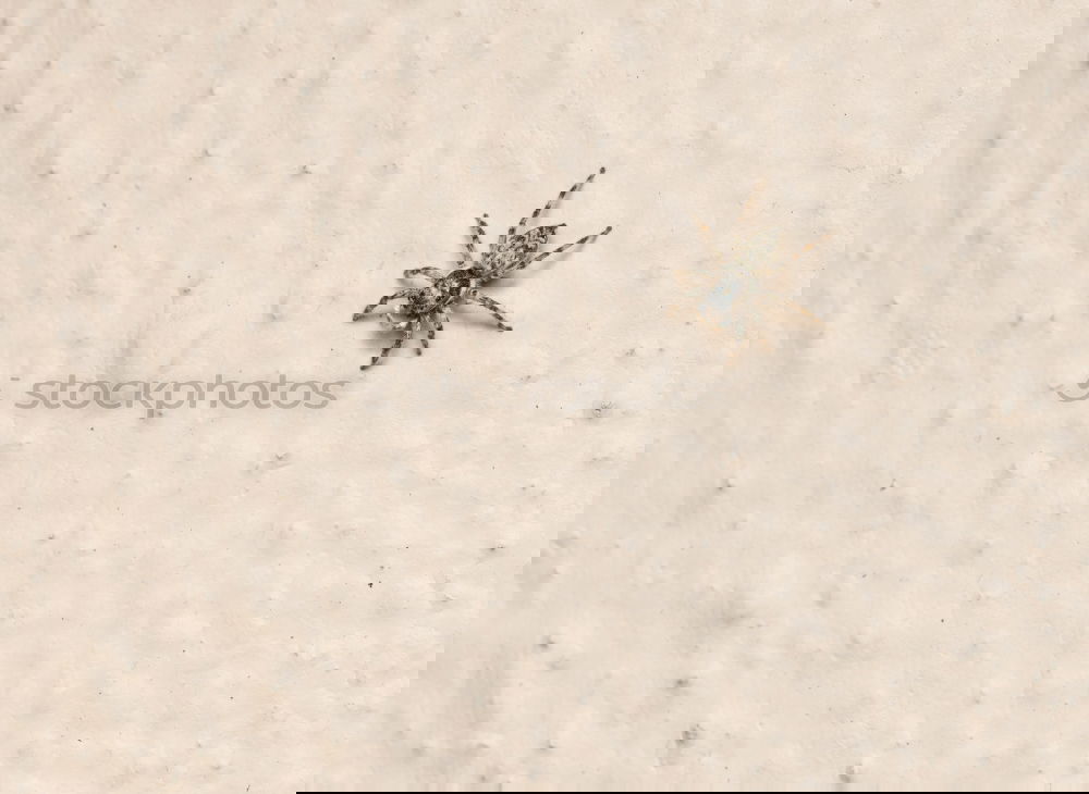 Similar – Image, Stock Photo Fly break. Animal 1 Crawl
