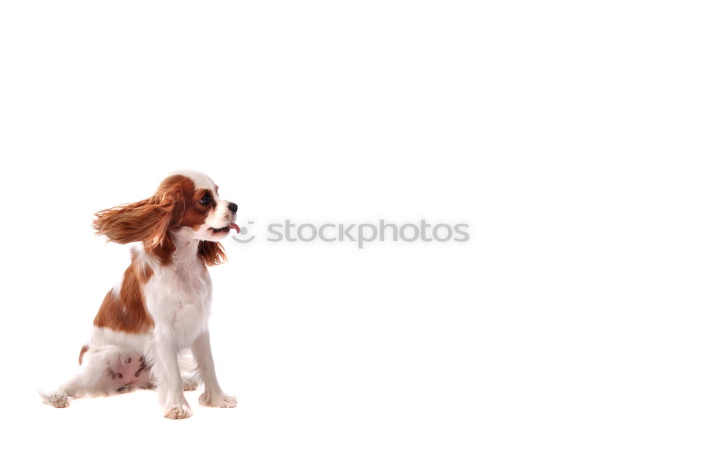 Similar – Beagle from behind Dog