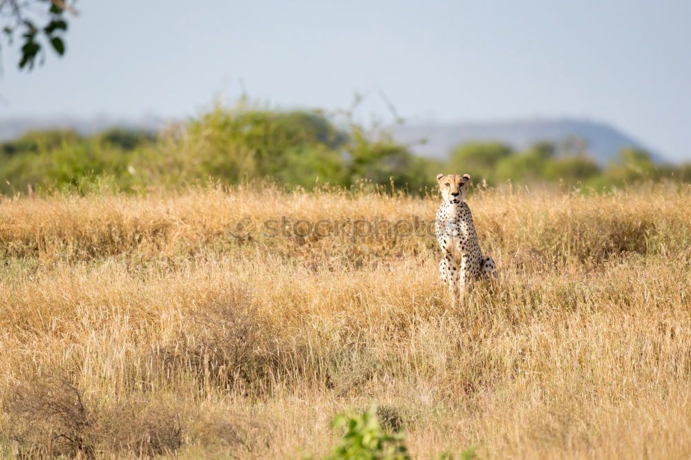 Similar – Little wallabee kangaroo