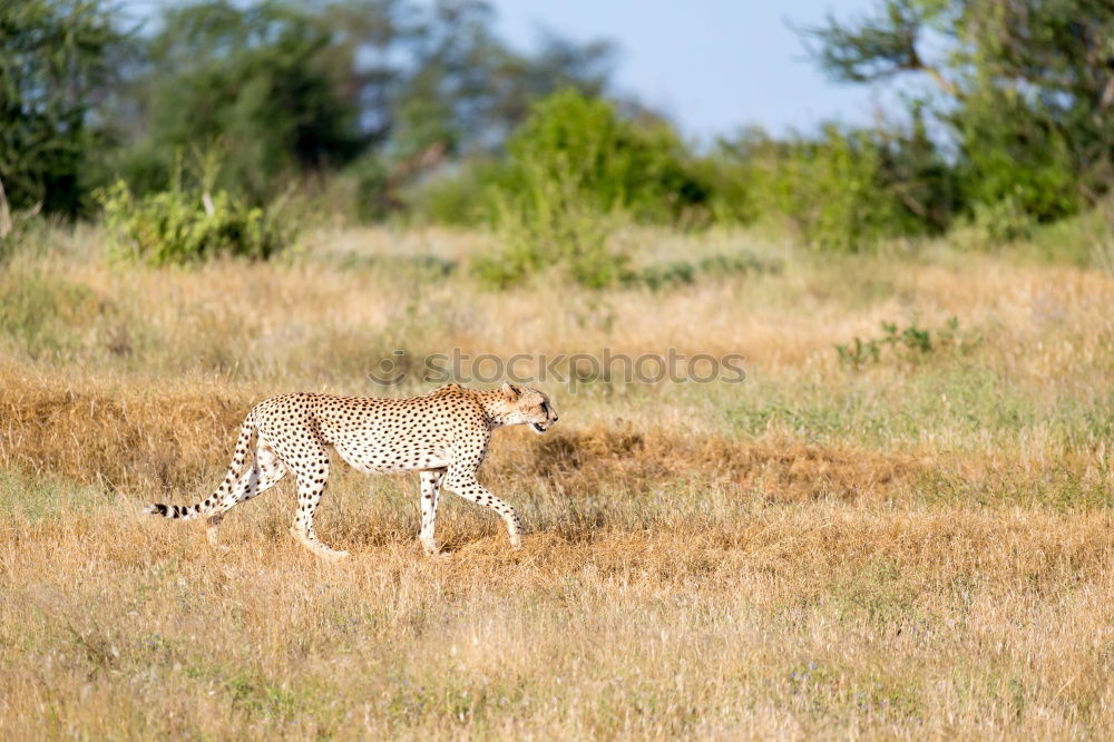 Similar – Jackal Namibia Savannah