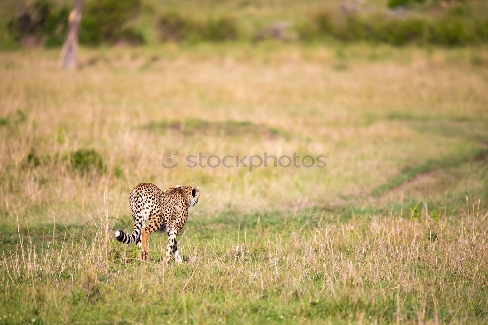 Similar – Thomson gazelles grazing