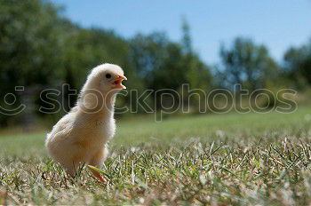 Similar – Young hen hunting