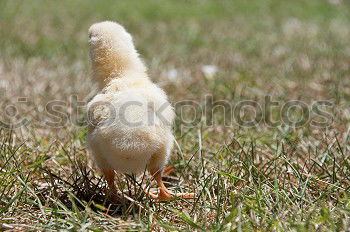 Similar – Image, Stock Photo teenage hen chicken fowls