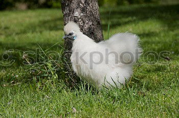 Young hen hunting