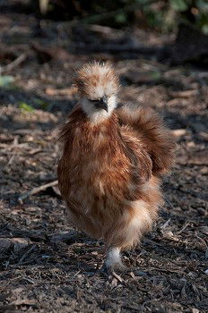 Similar – half chicken Animal Pet