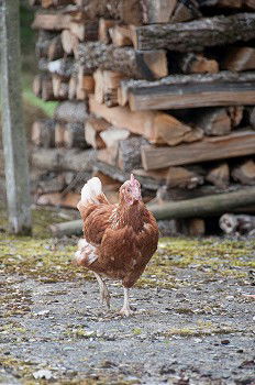 Similar – Posing Chicken