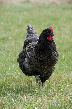 Image, Stock Photo Happy chicken Environment