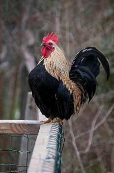 Similar – Huhn am Fenster Haushuhn