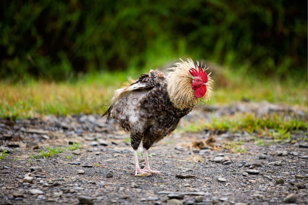 Similar – Image, Stock Photo The cock Food Meat