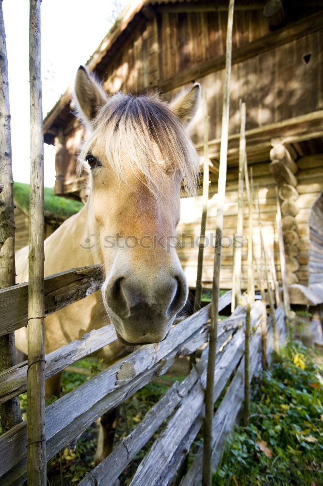 Similar – Lonely. Animal Horse