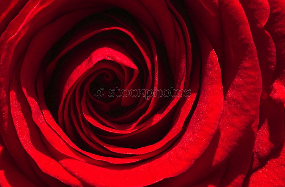 Similar – Image, Stock Photo Ranunculus red