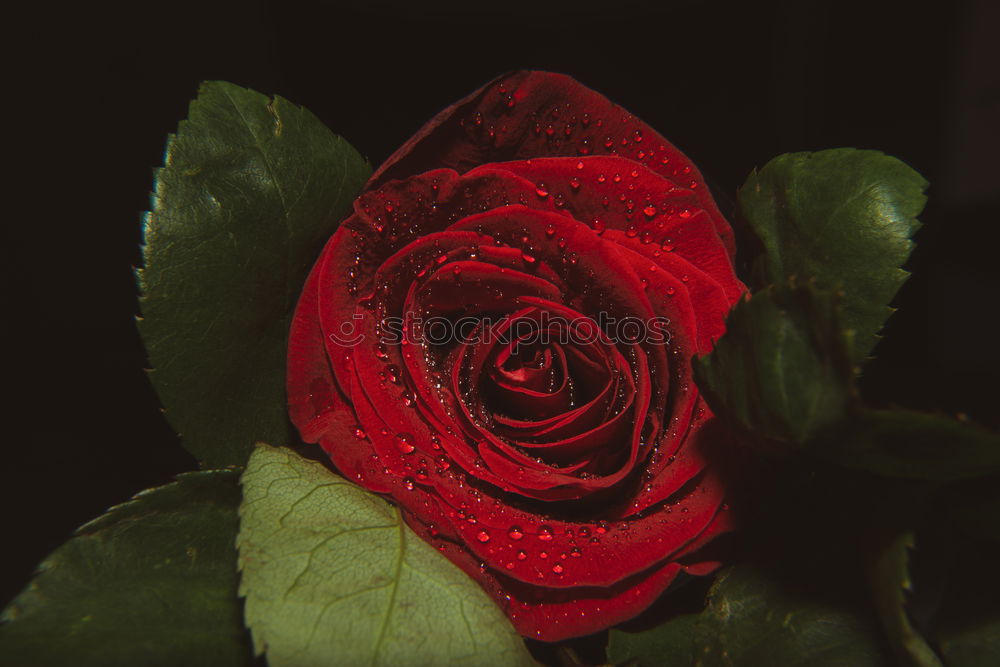 Similar – Image, Stock Photo Crop person cutting roses