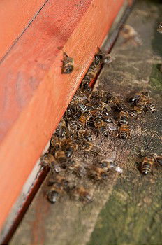 Similar – Beekeeper scrapes honey from a honeycomb