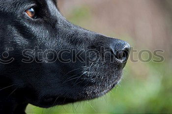 Similar – Image, Stock Photo Faithful dog eyes Animal