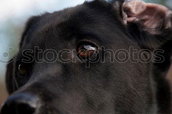 Similar – Image, Stock Photo Closeup of a husky dog looking through the bars of a cage