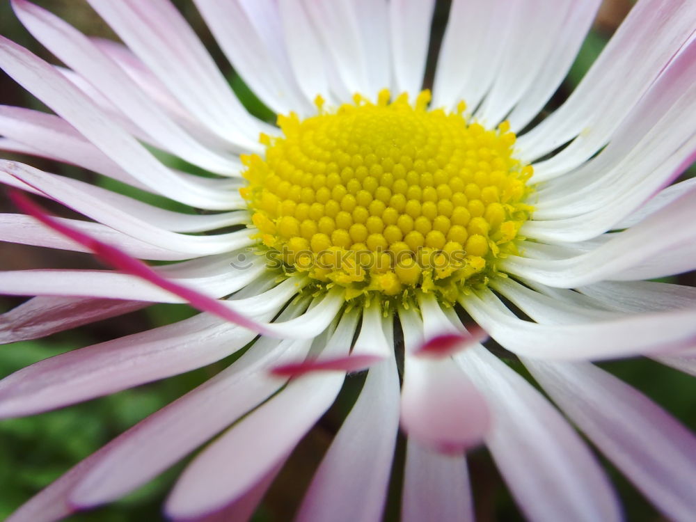 Similar – komische Blume rosa grün