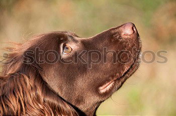 Similar – Image, Stock Photo evening sun Horse