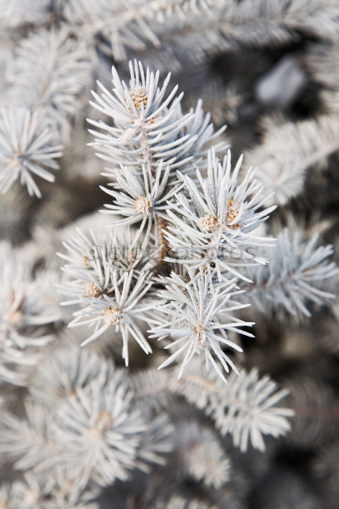 Beautiful plants in winter