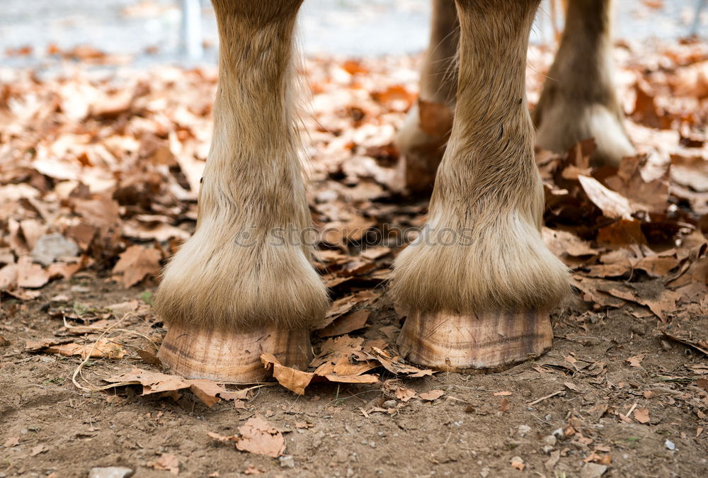 Similar – cow feet Meadow