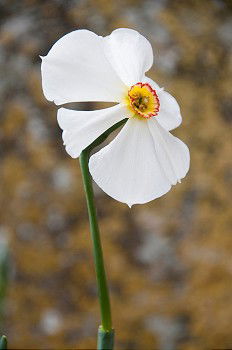 Similar – Foto Bild weiße Blütenpflanze Blume