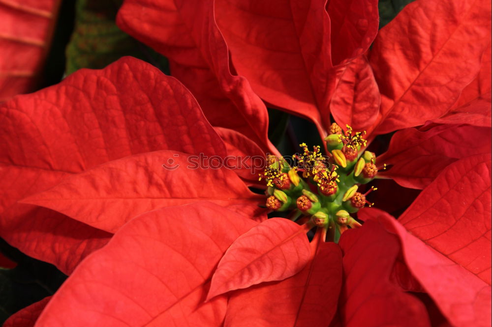 Similar – Beautiful red poinsettia