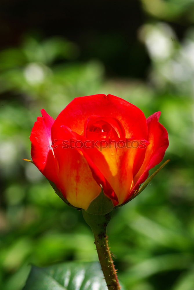 Similar – Image, Stock Photo A rose wants to bloom pink