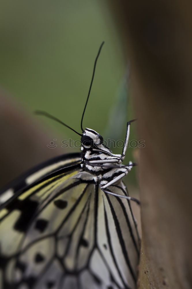 Similar – Frau Schmetterling, geb. Raupe