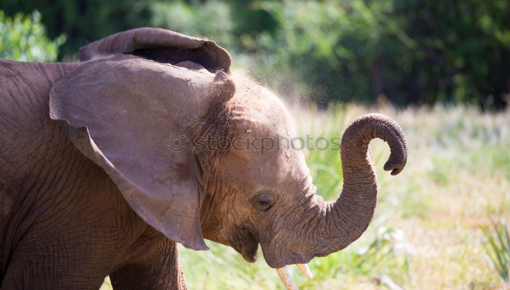 Similar – dumbo Animal Wild animal