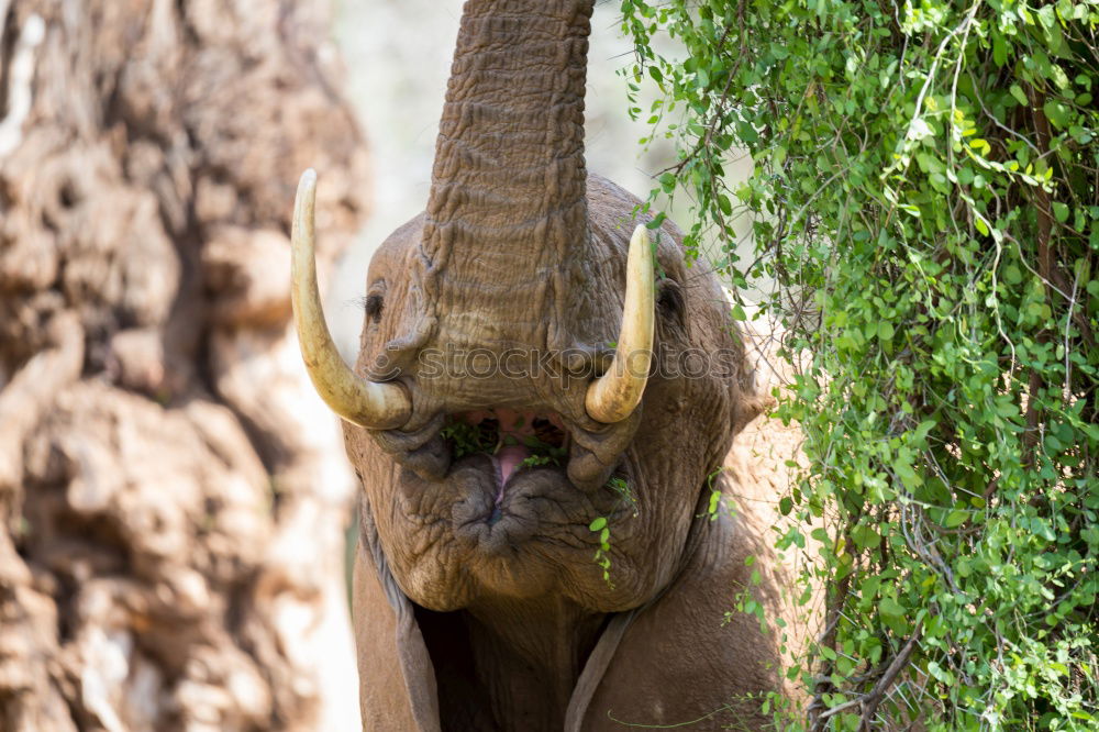 Similar – Image, Stock Photo eating elephant in kruger national park