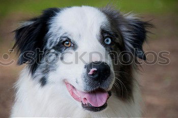 Similar – Image, Stock Photo Full snout Animal Grass