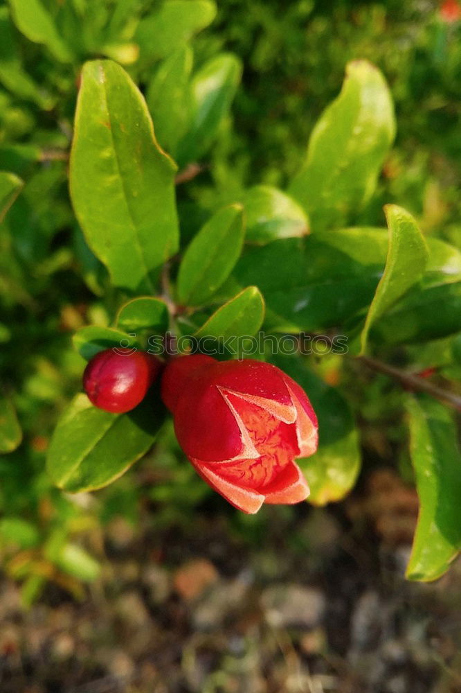 Similar – Image, Stock Photo rose hips Dog rose