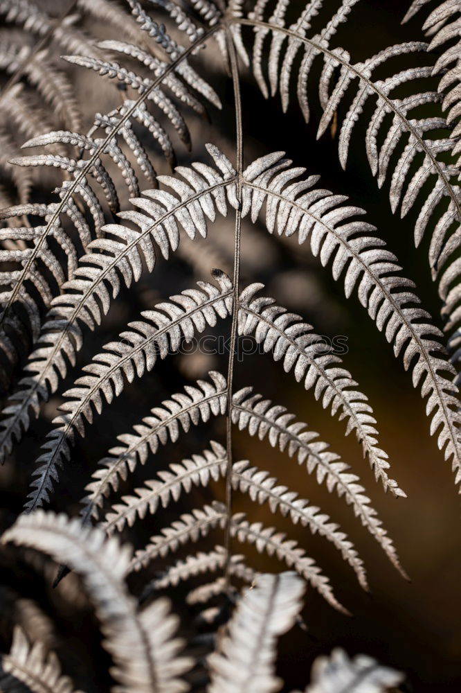 Similar – Image, Stock Photo fir cones