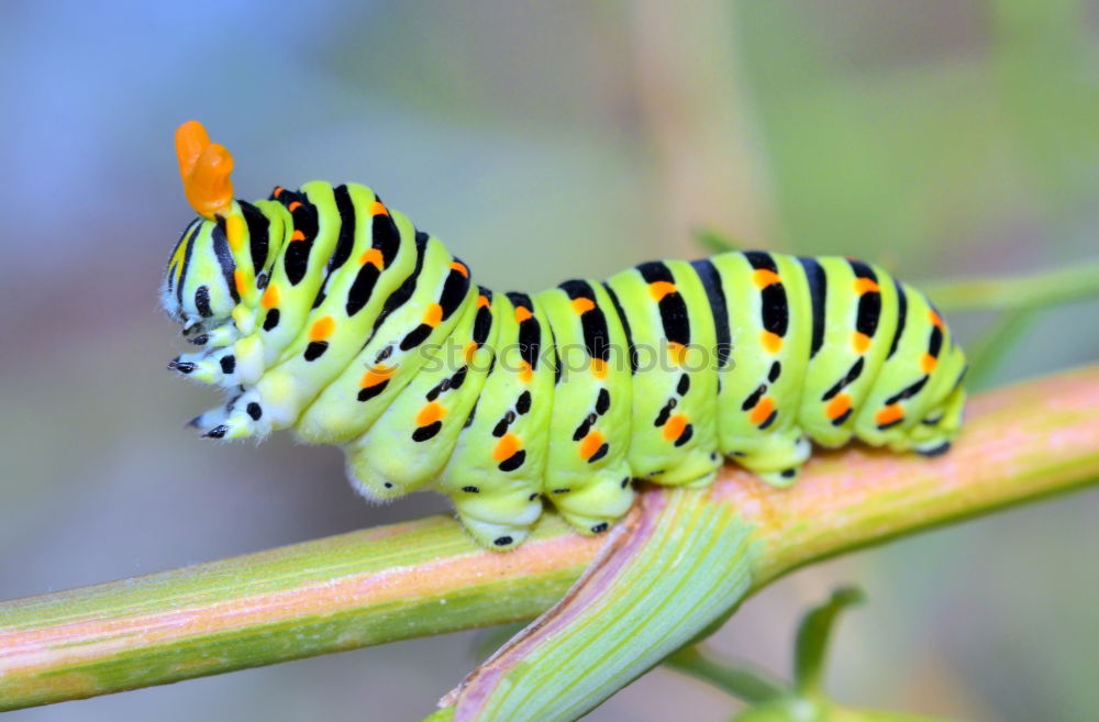 Similar – Caterpillar, swallowtail,