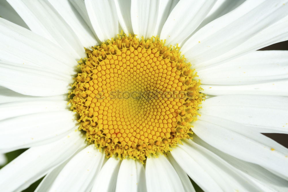 Similar – Image, Stock Photo little flowers Flower