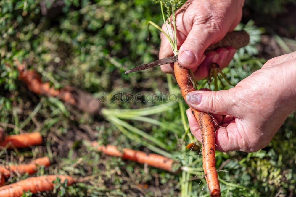 Carrots in a vegetable garden