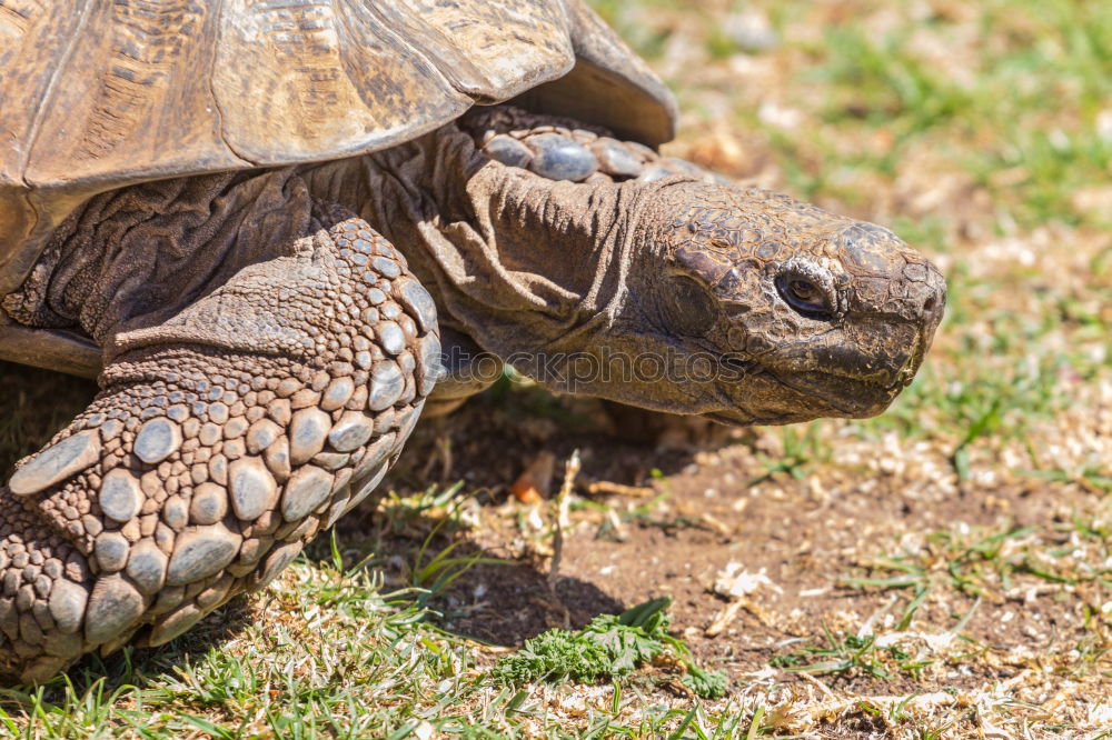 Similar – Image, Stock Photo turtles Eating Environment