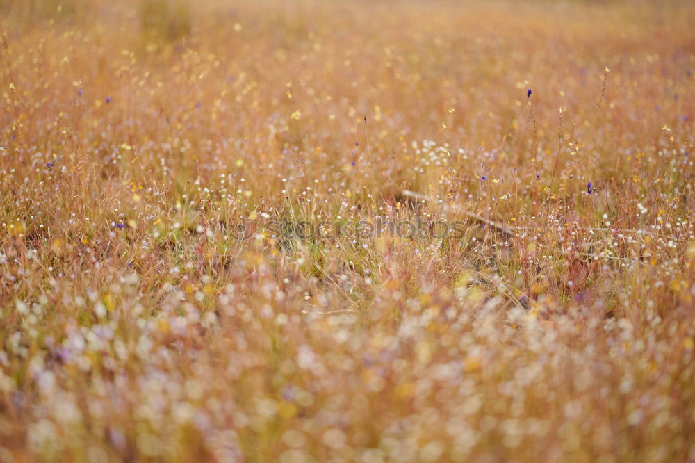 Similar – Grasses at the wayside in the afternoon light