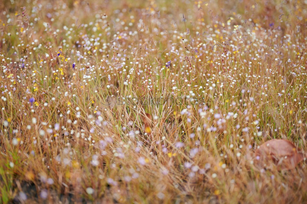 Similar – Grasses at the wayside in the afternoon light