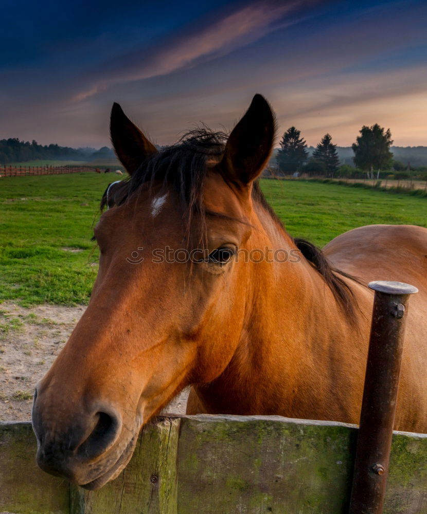 Similar – herd of horses Horse Brown